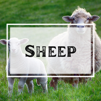Sheep Reader