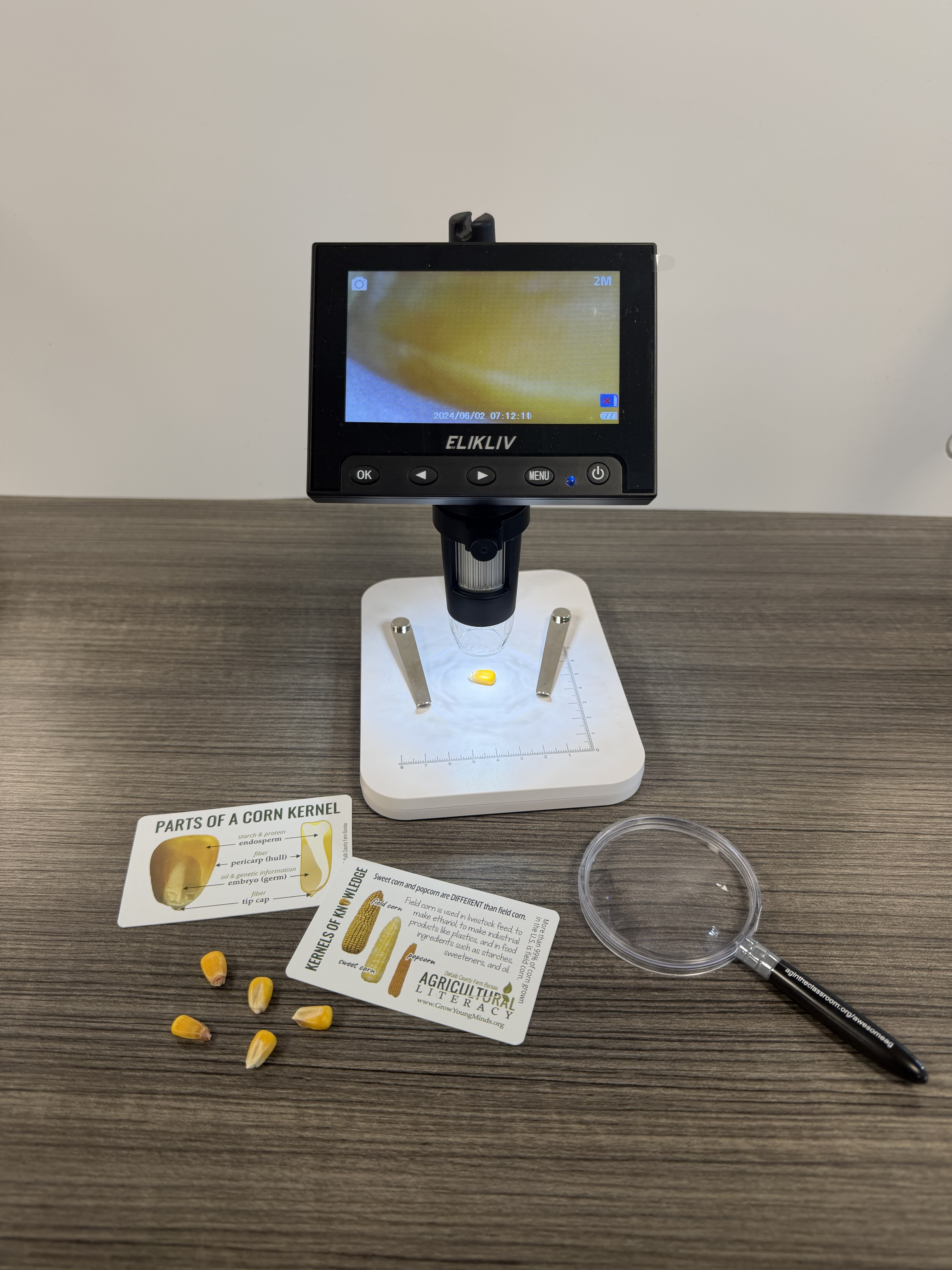 Corn Dissection