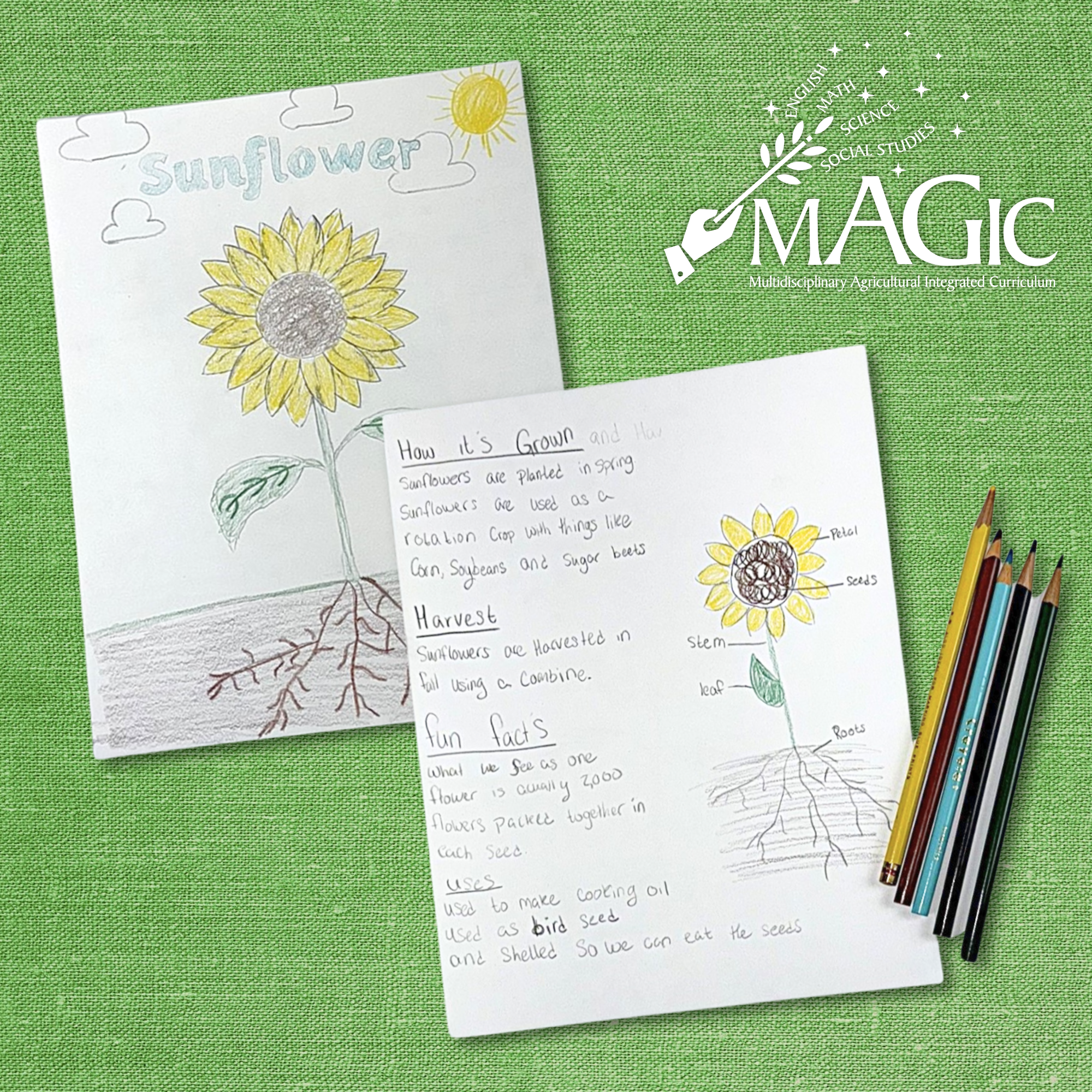 Home Grown in Illinois