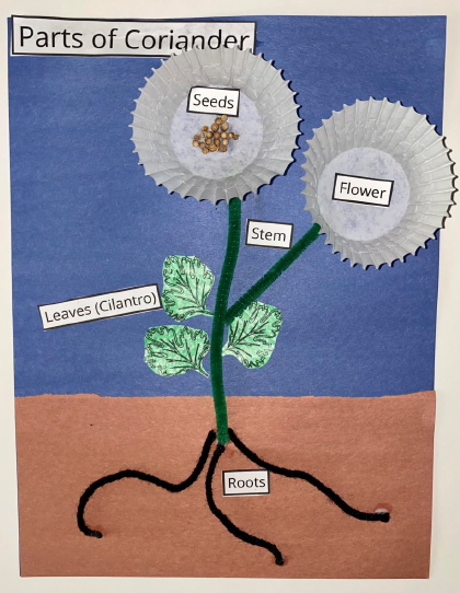 Coriander and Cilantro Cuisine