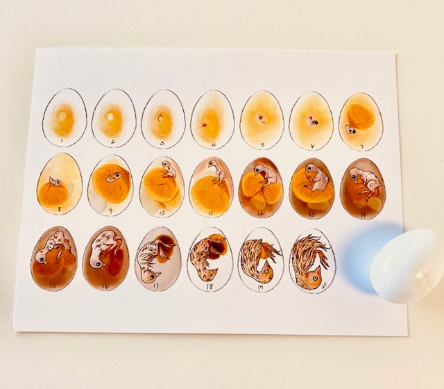 Egg-cellent Embryology