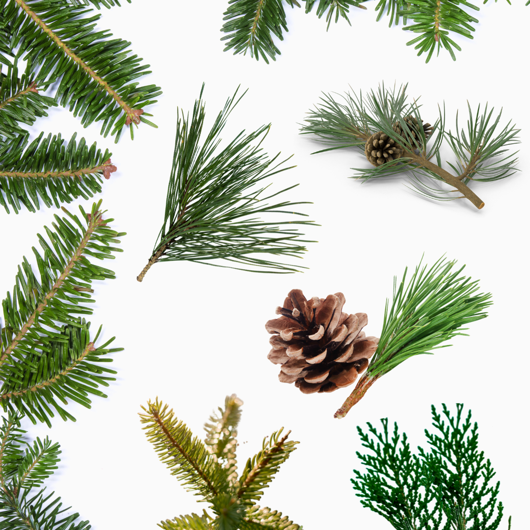 Comparing Conifer Hardiness