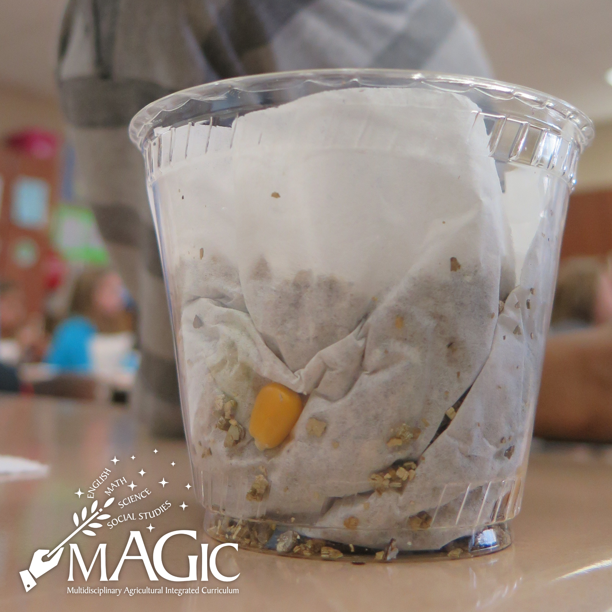 Exploring Types of Seeds: Monocots & Dicots