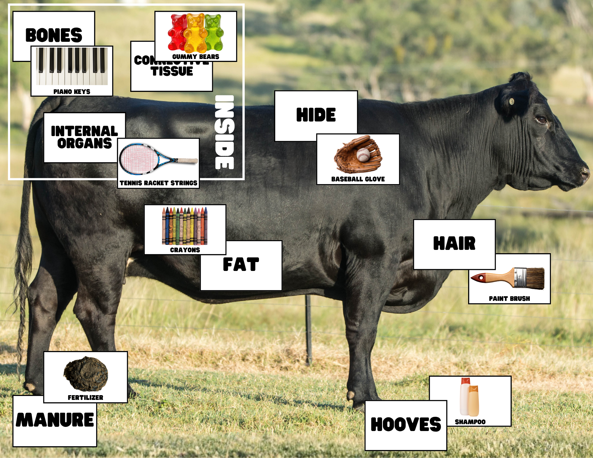 More than Meat