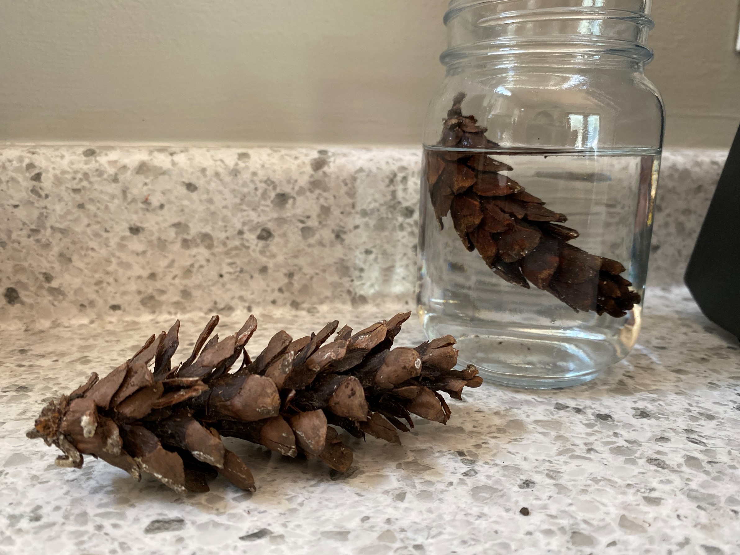 Pinecone Adaptation Experiment